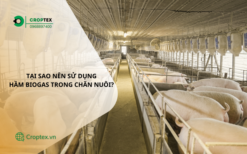 Hầm biogas giúp xử lý chất thải chăn nuôi và tạo ra năng lượng